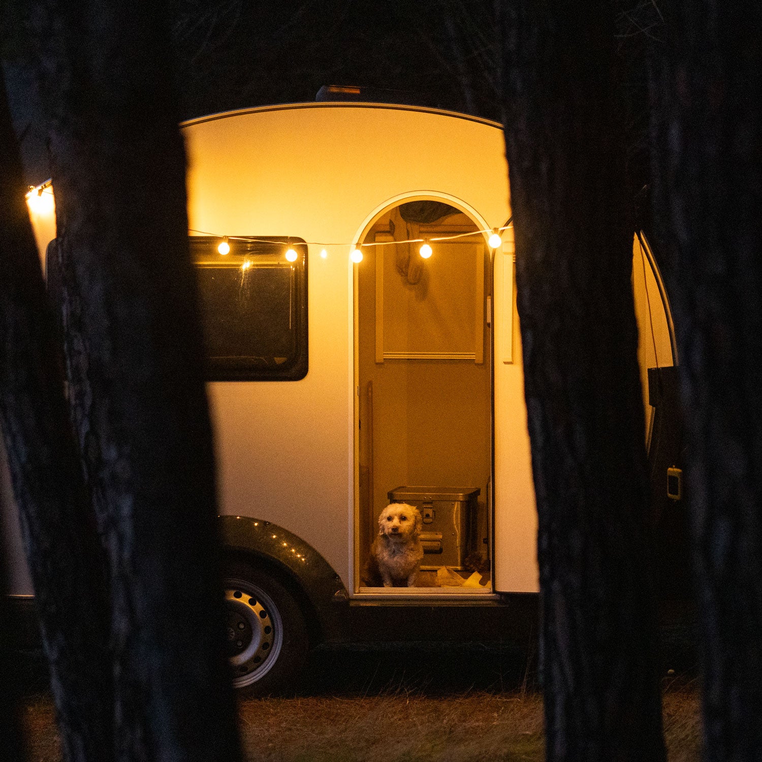 ELLIE - RETRO LICHTERKETTE - THE SUNNYSIDE